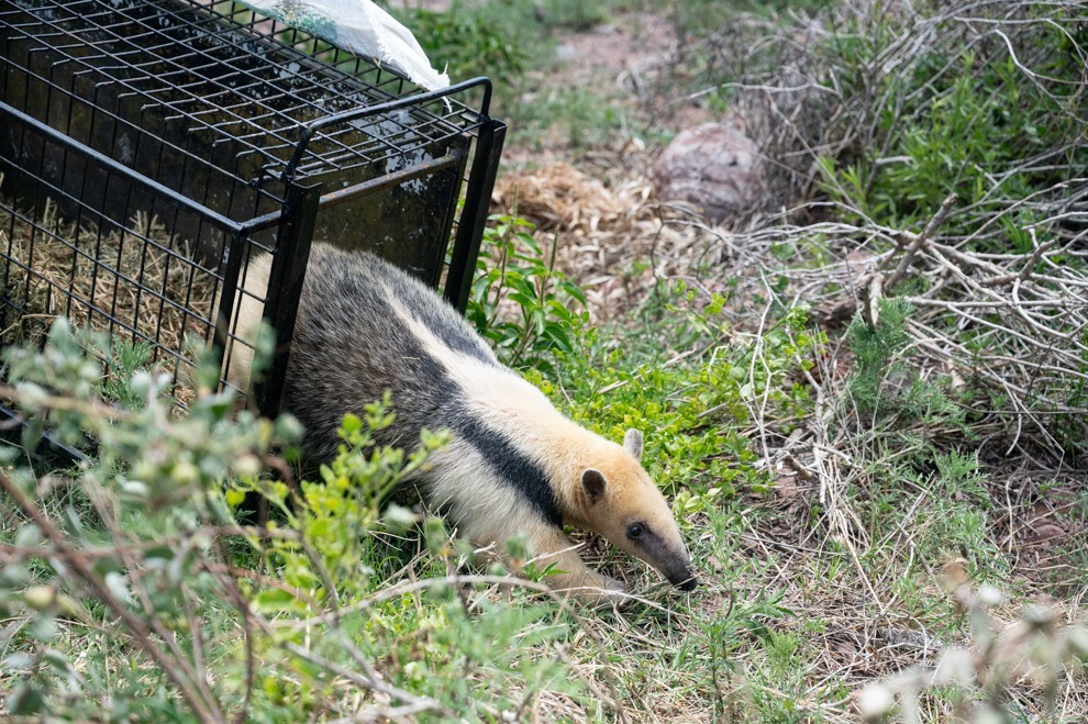 Adrián Rinaudo confirma la liberación de un oso melero y 34 animales rescatados del cautiverio