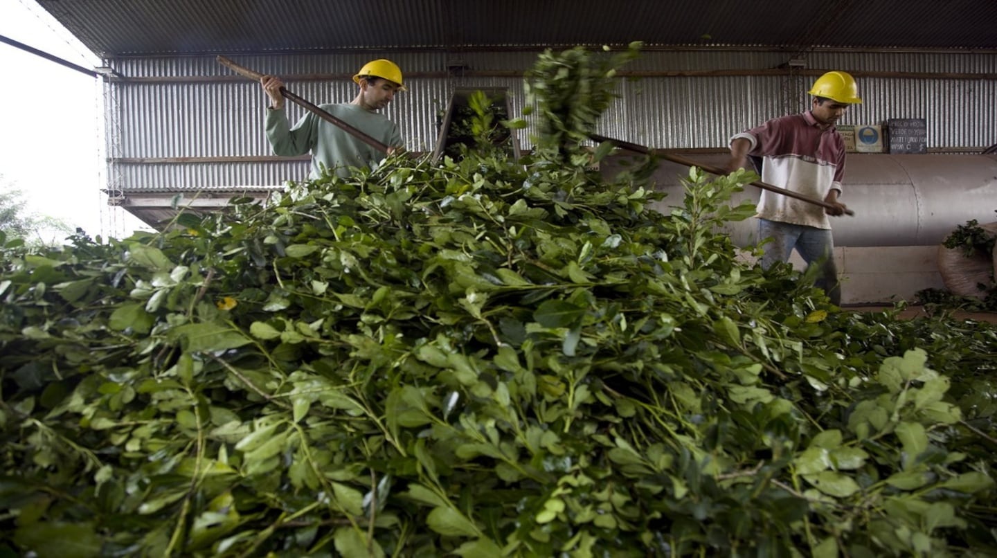 Productores de yerba mate exigen declaración de emergencia y alivio impositivo