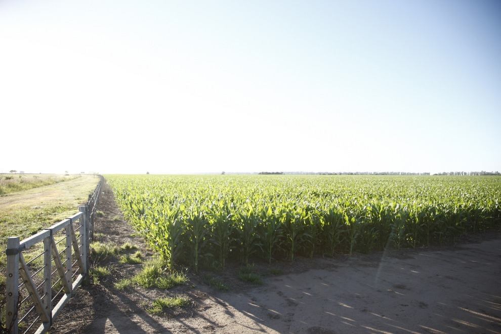 Seguro Multirriesgo Agrícola en Córdoba: se extiende el plazo hasta el 17 de enero