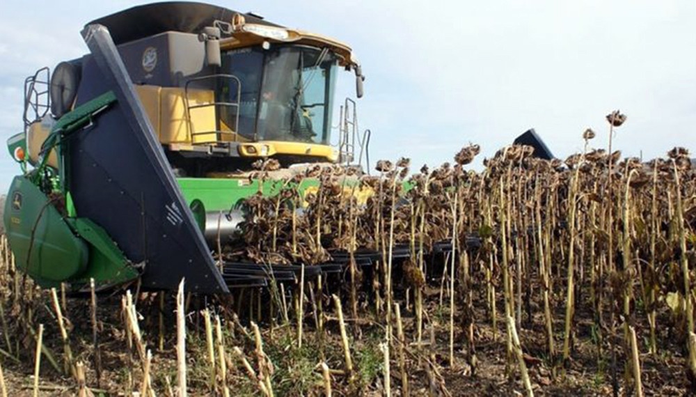 Córdoba experimenta un aumento récord de 389% en la cosecha de girasol