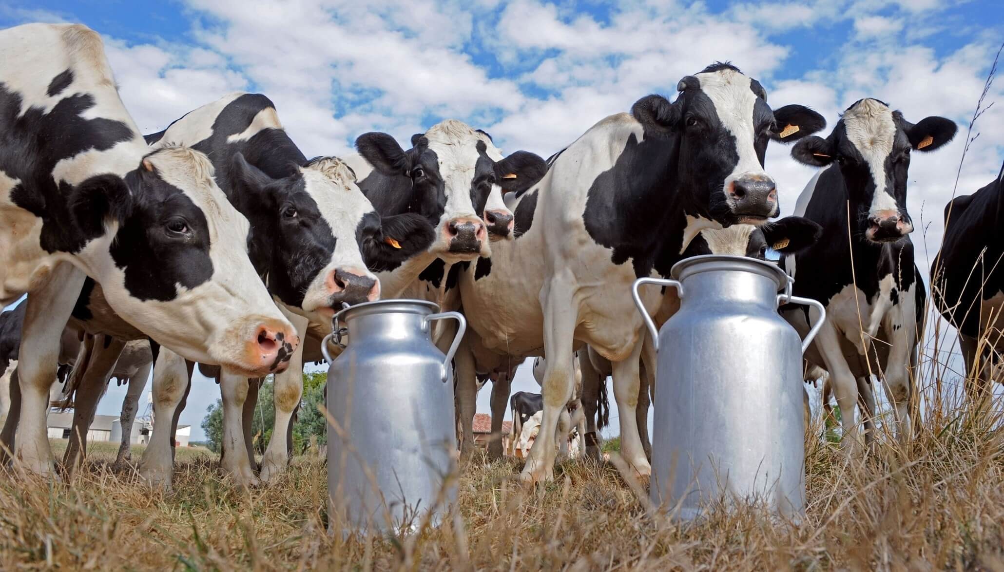 37 impuestos y un 42% de las ventas: El escenario tributario que los tamberos argentinos necesitan cambiar