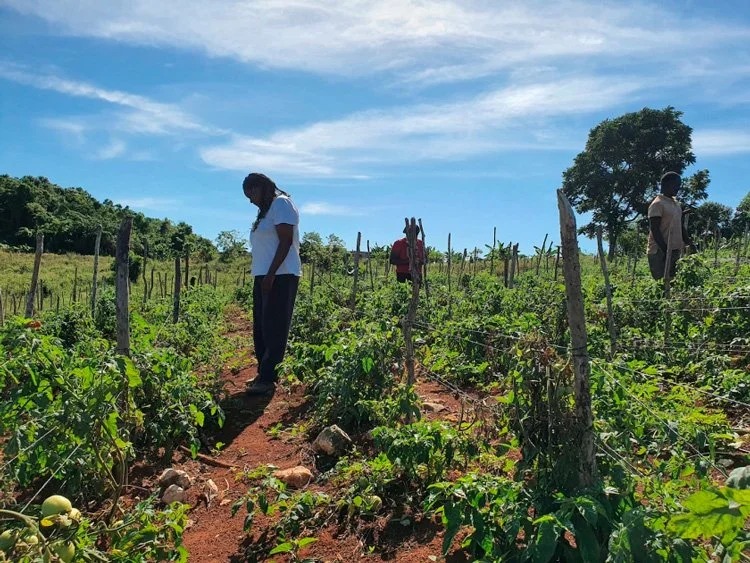 Jamaica enfrenta un invierno atípico mientras intenta recuperar su agricultura y ganadería tras un devastador huracán
