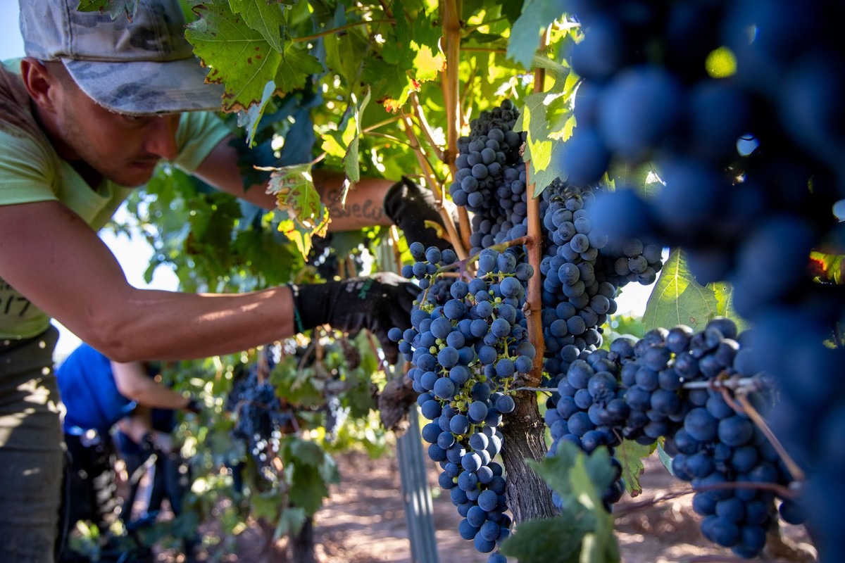 Escala la tensión por el valor de la uva en Mendoza: productores evalúan protestas y movilizaciones