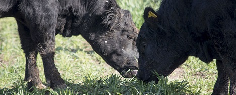 Abiertas las inscripciones para la Diplomatura en producción bovina 2026 en la UNC