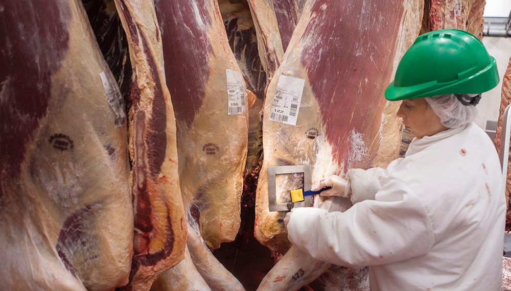 La faena bovina en Argentina inicia 2026 con una caída del 11,8% en enero