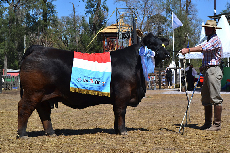 ExpoBra 2021: la Gran Campeona Hembra Brangus fue para “La Sultana” de Groppo