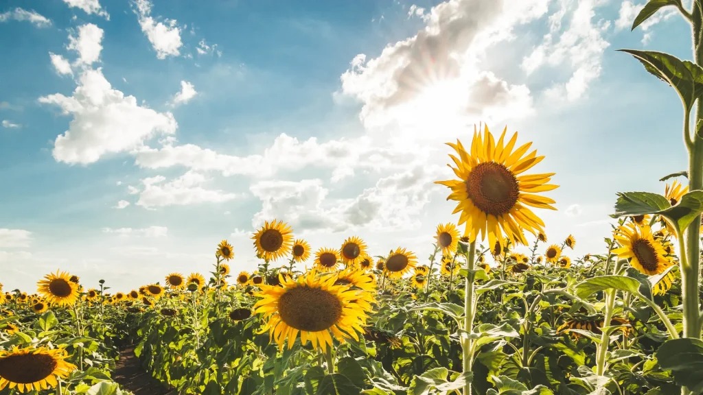 El girasol rompe récords en Córdoba con un área sembrada y producción que triplica el promedio histórico