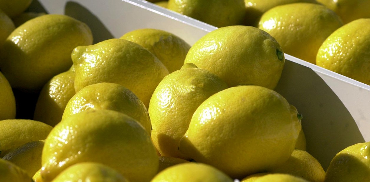 Limón tucumano: Oportunidad de oro en el mercado internacional