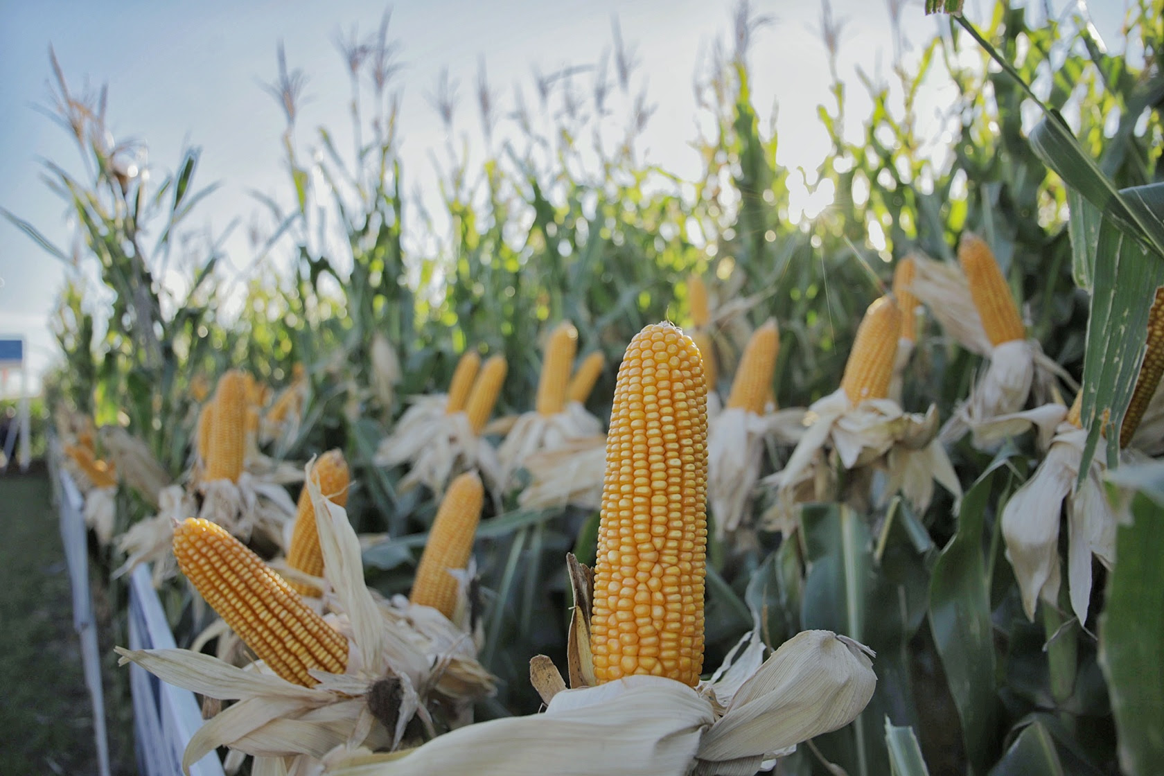 NK revoluciona Expoagro 2026 con nuevos híbridos y más tecnología para maximizar rindes