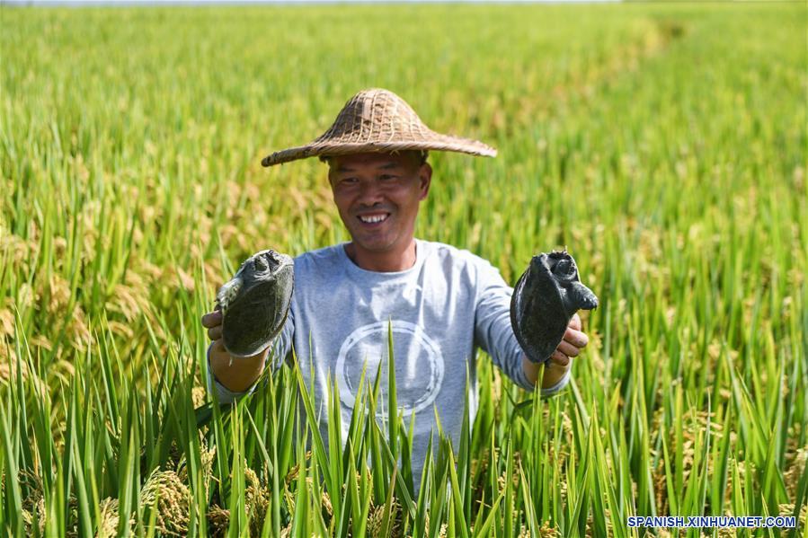 China amenaza el mercado de la soja sudamericana con aumento de producción propia