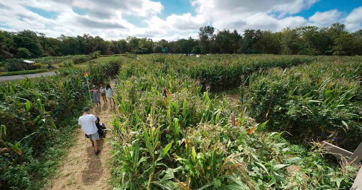 El "Network del Maíz": Estrategia para transformar la agroindustria Argentina