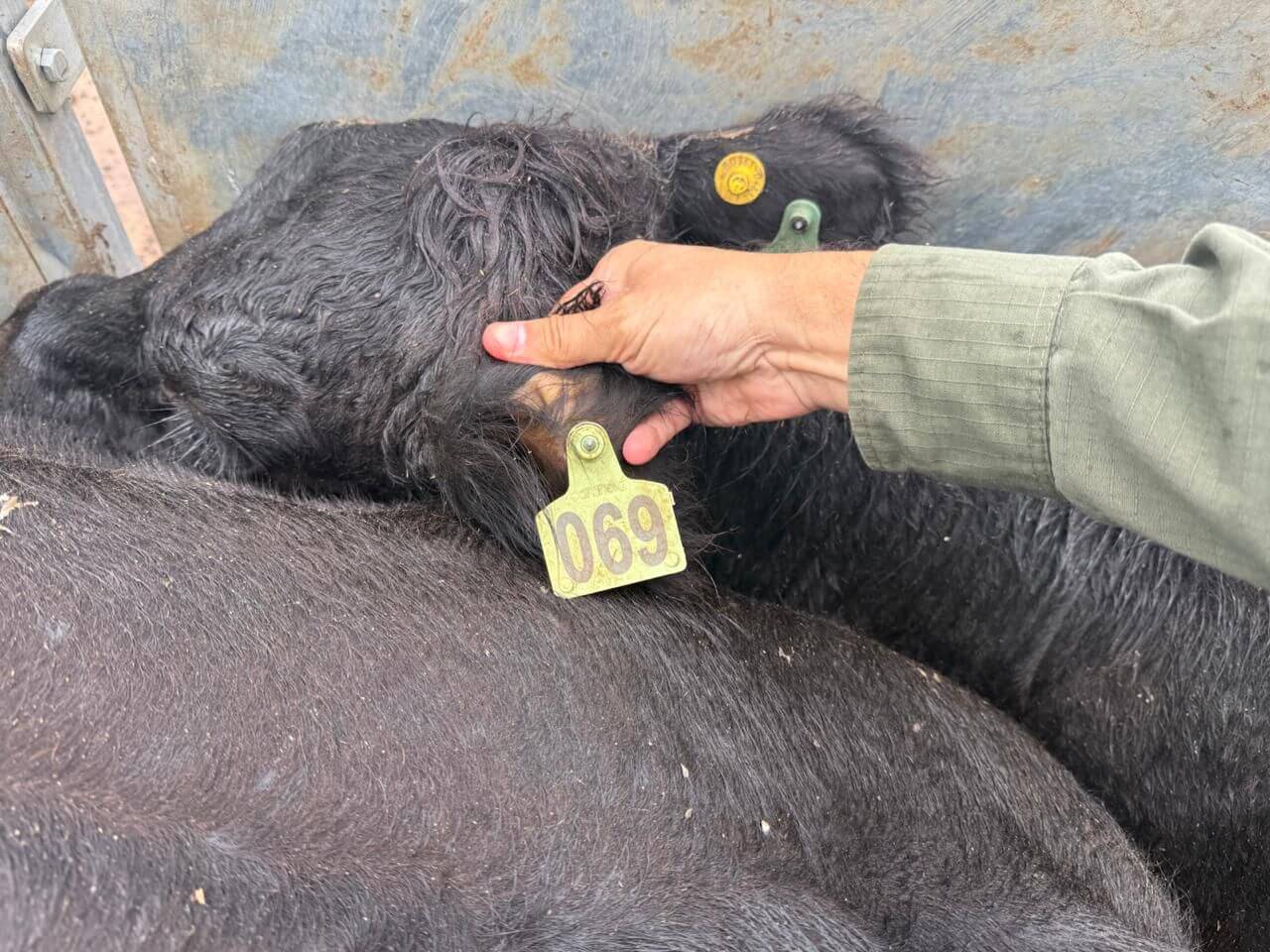 Hallan en un feedlot de Chabás los 161 animales robados al influencer Bruno Riboldi, "La Joya agro"
