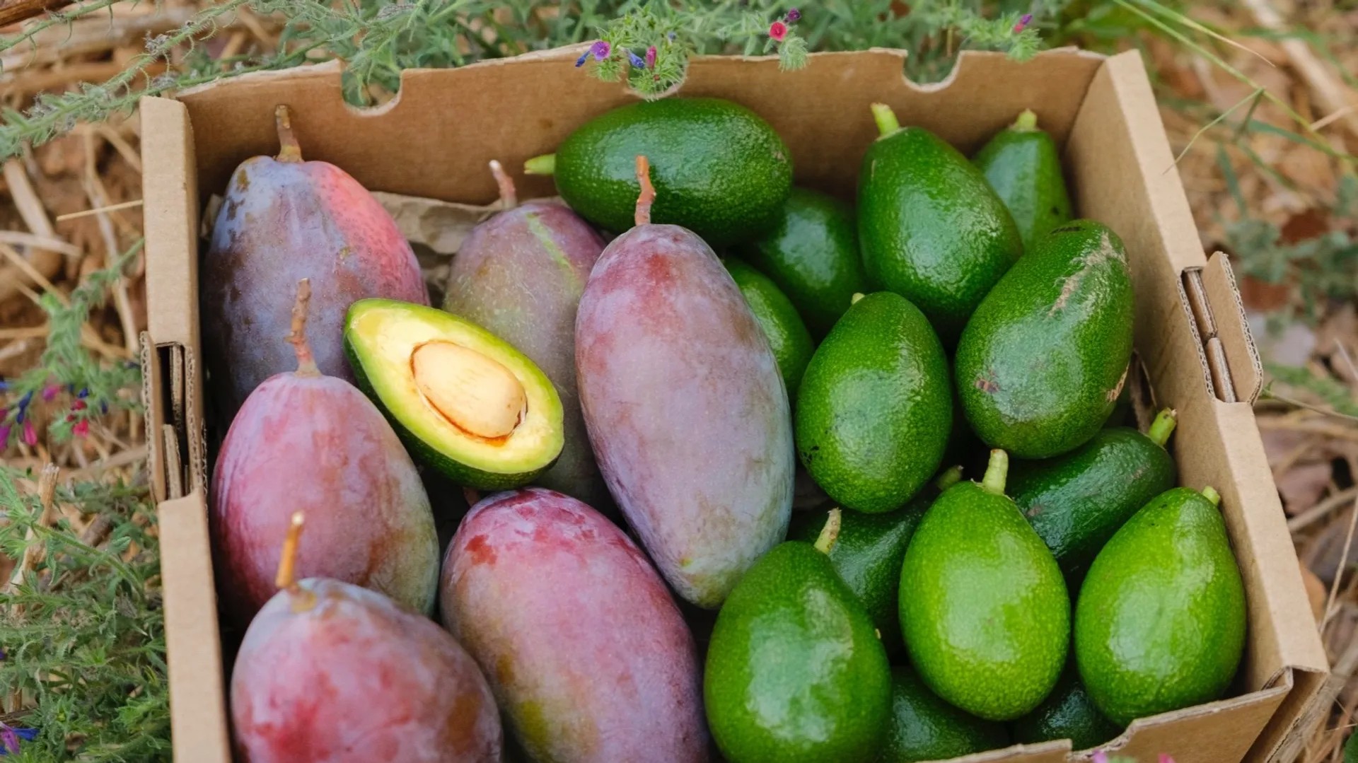 El futuro del campo en España: "El cultivo orgánico de aguacate y mango es la única salida"