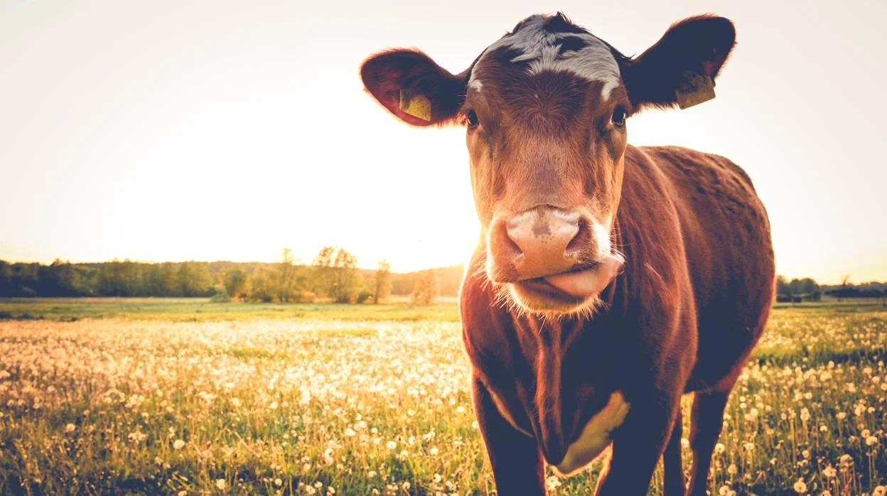 Falta carne: el stock bovino en Argentina cae a su nivel más bajo desde 2011