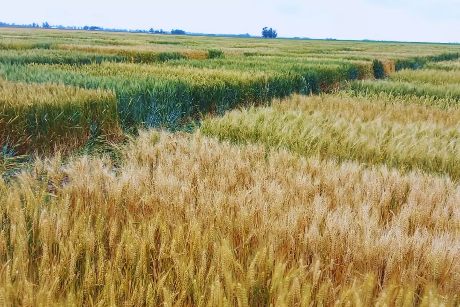 ¿Qué puede pasar con el precio de los campos en Argentina ?
