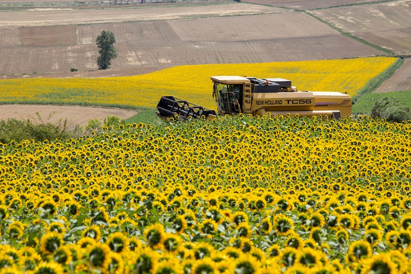 El girasol argentino: un cultivo en auge con potencial de crecimiento con el semáforo amarillo de las retenciones