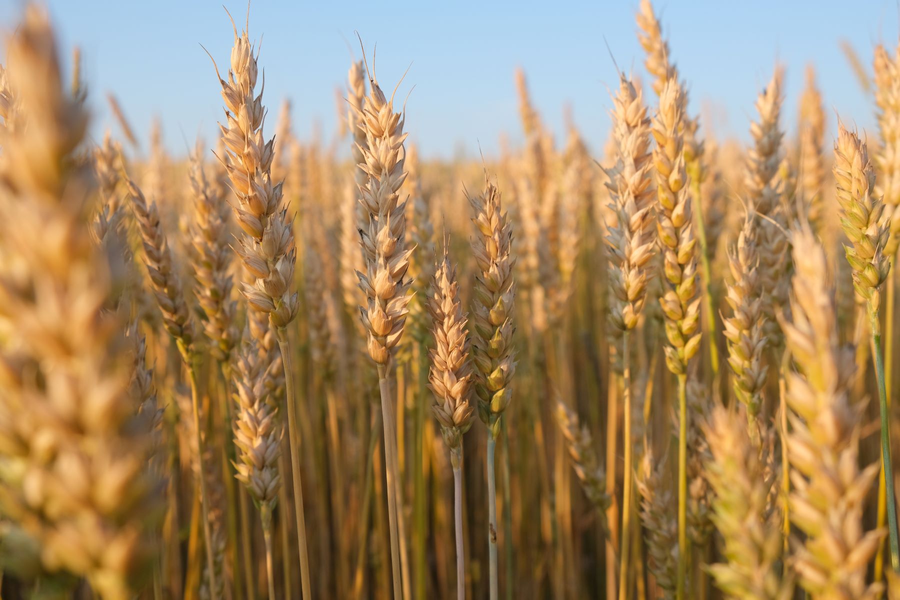 El trigo suma 130.000 ha más en el SO del país y la siembra se acerca de los 7 M ha