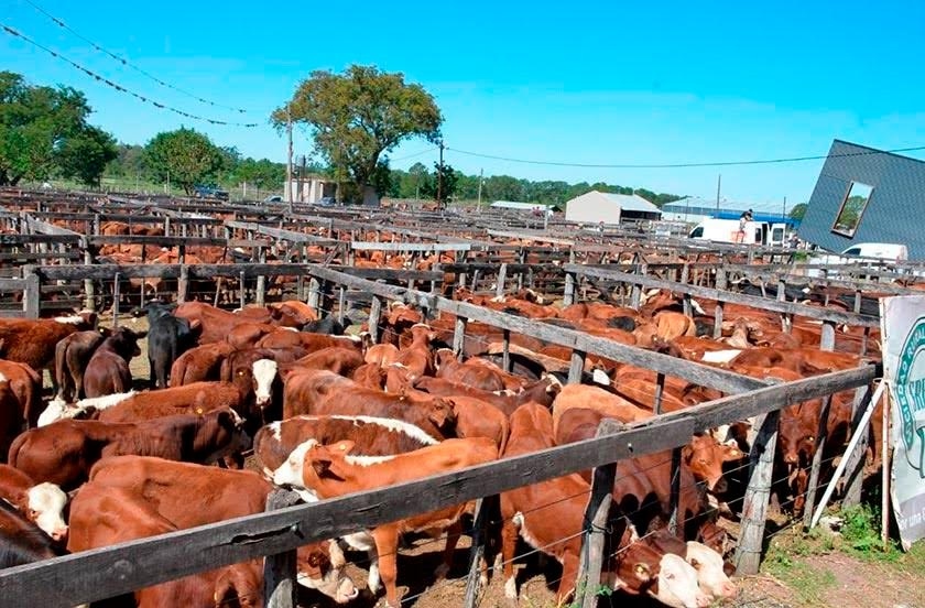 INTA Corrientes lanza "POTREROS" la tecnología que gestiona el ganado incluso sin internet