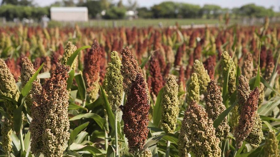 Sorgo: "El paso que sigue es que la cadena recupere la superficie perdida"