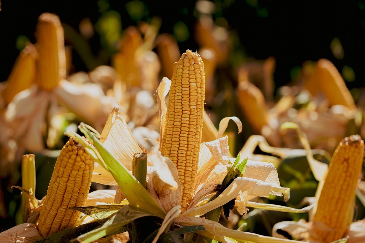 "Sobresaliente perfil agronómico": NK presenta en Córdoba su nuevo híbrido