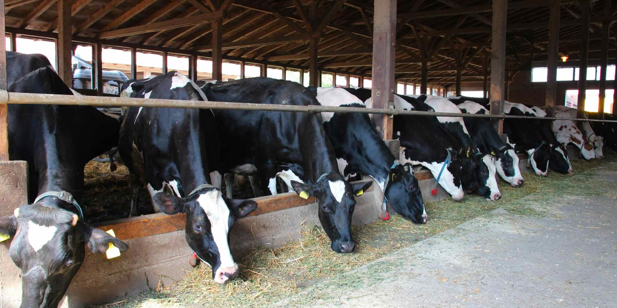 Caída de precios internacionales: ahora le tocó a la leche