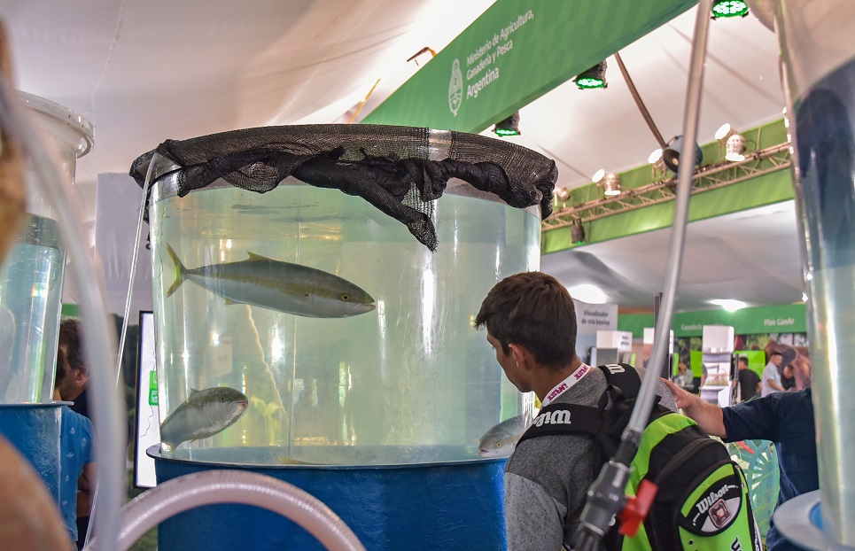 Un acuario demostrativo con la presencia del "pez limón" en Agroactiva